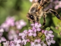 Nikon D7200 f/7. 1/320s ISO-100 105mm