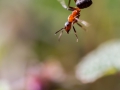Nikon D800 f/7.1 1/200s ISO-100 105mm
