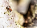 Nikon D800 f/5 1/250s ISO-100 105mm