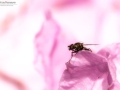 Nikon D7200 f/1 1/250s ISO-100 105mm