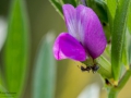Nikon D7200 f/8 1/320s ISO-400 105mm
