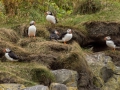 Puffin