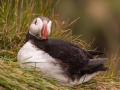Puffin