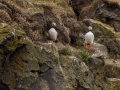 Puffin