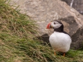 Puffin