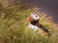 Puffin