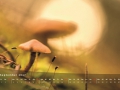 September