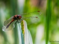 Nikon D800 f/8 1/320s ISO-720 300mm