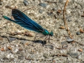 Nikon D7200 f/10 1/500s ISO-500 300mm