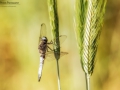 Nikon D800 f/4 1/800s ISO-100 105mm