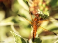 Nikon D800 f/5 1/640s ISO-100 105mm