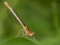 Nikon D800 f/10 1/320s ISO-100 105mm