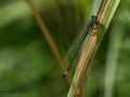 Nikon D800 f/7.1 1/500s ISO-100 105mm