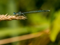 Nikon D800 f/7.1 1/1000s ISO-100 105mm
