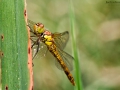 Nikon D800 f/10 1/160s ISO-200 105mm
