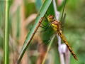 Nikon D800 f/10 1/200s ISO-320 105mm