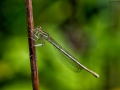Nikon D800 f/10 1/250s ISO-320 105mm