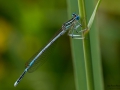 Nikon D800 f/10 1/250s ISO-320 105mm