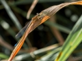 Nikon D800 f/13 1/200s ISO-320 105mm