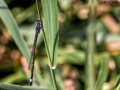 Nikon D800 f/11 1/640s ISO-320 105mm