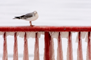 Nikon D7200 f/9 1/500s ISO-200 300m