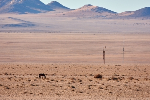 Landschaft mit Wildpferd bei Aus