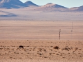 Landschaft mit Wildpferd bei Aus