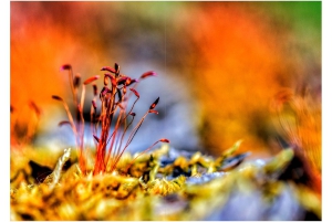 2026-05-13_Fotomagazin_Natur-und-Farben_2_2_Seite_12