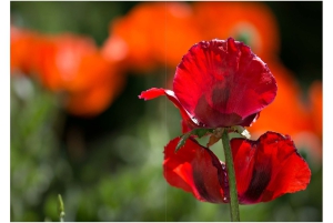 2026-05-13_Fotomagazin_Natur-und-Farben_2_2_Seite_13