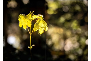 2026-05-13_Fotomagazin_Natur-und-Farben_2_2_Seite_15
