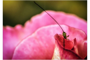 2026-05-13_Fotomagazin_Natur-und-Farben_2_2_Seite_18