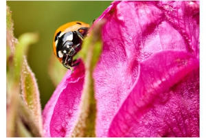 2026-05-13_Fotomagazin_Natur-und-Farben_2_2_Seite_25