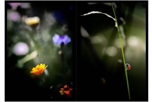2026-05-13_Fotomagazin_Natur-und-Farben_2_2_Seite_33