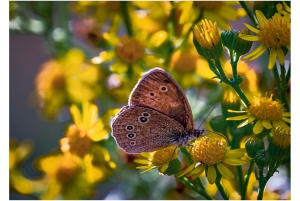 2026-05-13_Fotomagazin_Natur-und-Farben_2_2_Seite_36