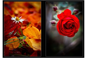 2026-05-13_Fotomagazin_Natur-und-Farben_2_2_Seite_43