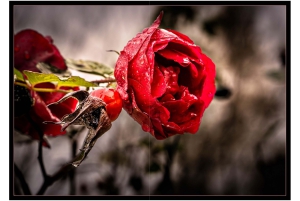 2026-05-13_Fotomagazin_Natur-und-Farben_2_2_Seite_45