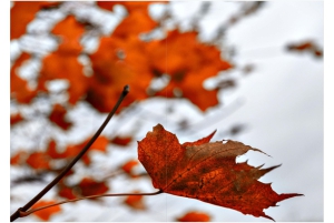 2026-05-13_Fotomagazin_Natur-und-Farben_2_2_Seite_46