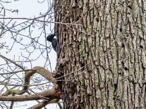 2026-01-18-10-07-12-GFX100S-II