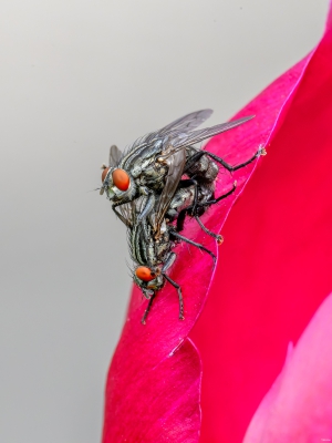 2026-06-07-16-13-03-NIKON-Z-8