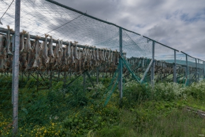 Stockfisch