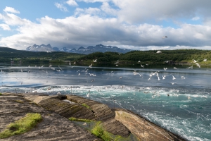 Saltstraumen