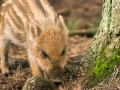 Tierpark Kunterspring
