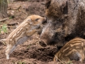 Tierpark Kunsterspring