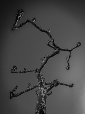 2026-04-07-10-31-58-NIKON-Z-8-2