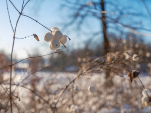 2026-01-11-09-42-30-GFX100S-II