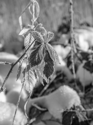 2026-01-11-10-16-27-GFX100S-II