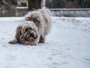 2026-02-01-10-42-10-GFX100S-II