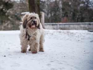 2026-02-01-10-42-17-GFX100S-II