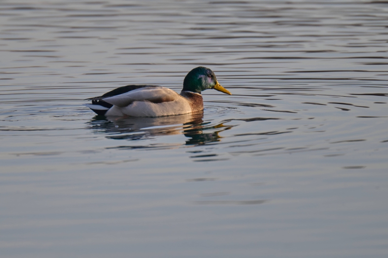 Nikon Z8 f/4 250mm 1/640s