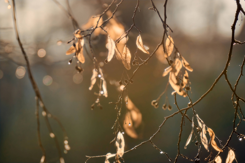 Nikon Z8 f/4 165mm 1/1000s